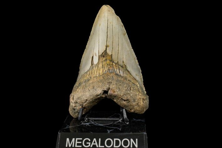 Fossil Megalodon Tooth - North Carolina #158194